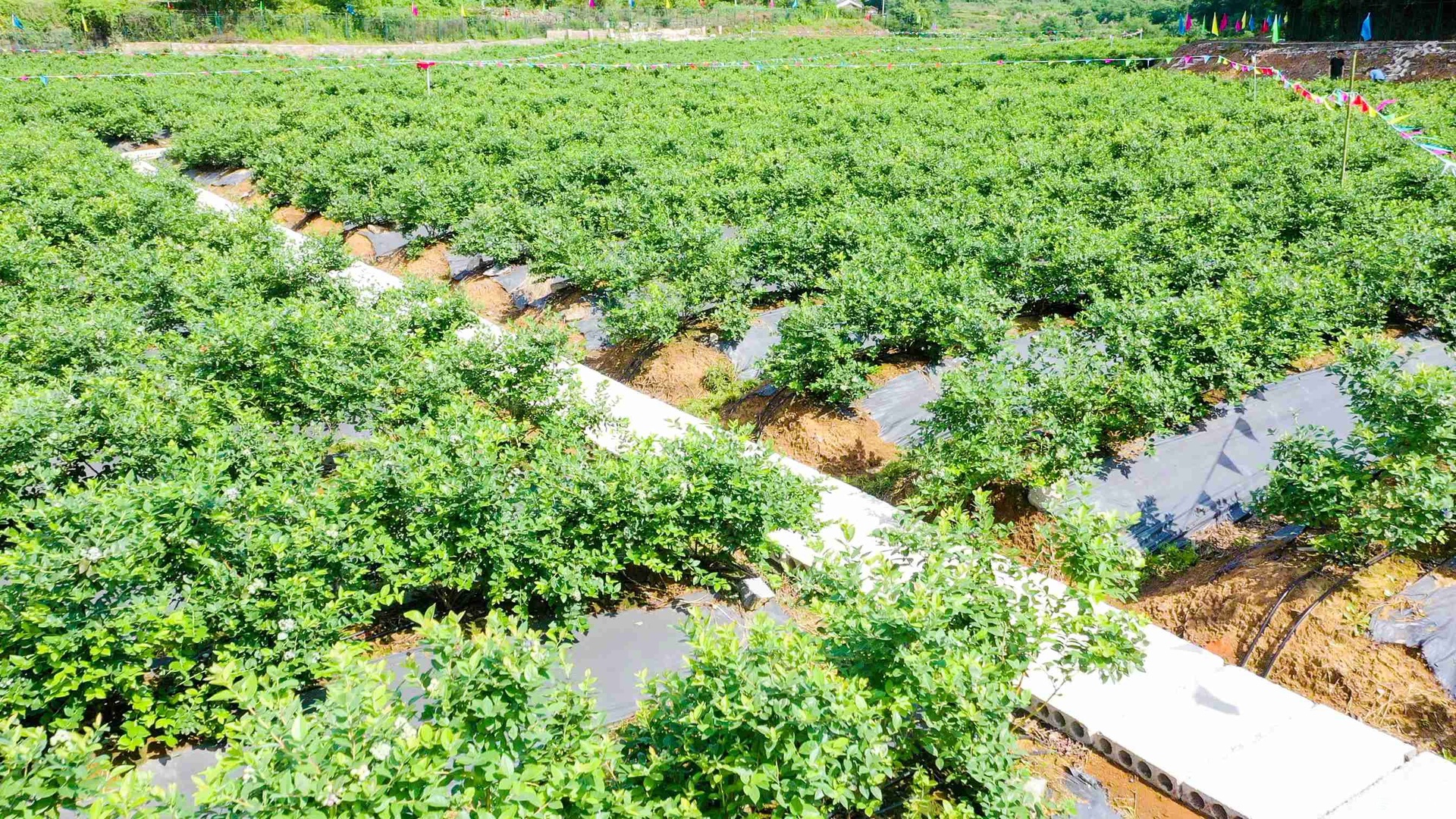 一片整齐的蓝莓种植园, rows of blueberry bushes with dark green leaves and clusters of deep blue berries hanging from the branches. A farmer in a hat is gently picking fruits into a plastic tray. The background shows clear sky and distant hills, indicating a well-managed orchard environment in southern China 蓝莓采摘园实景图