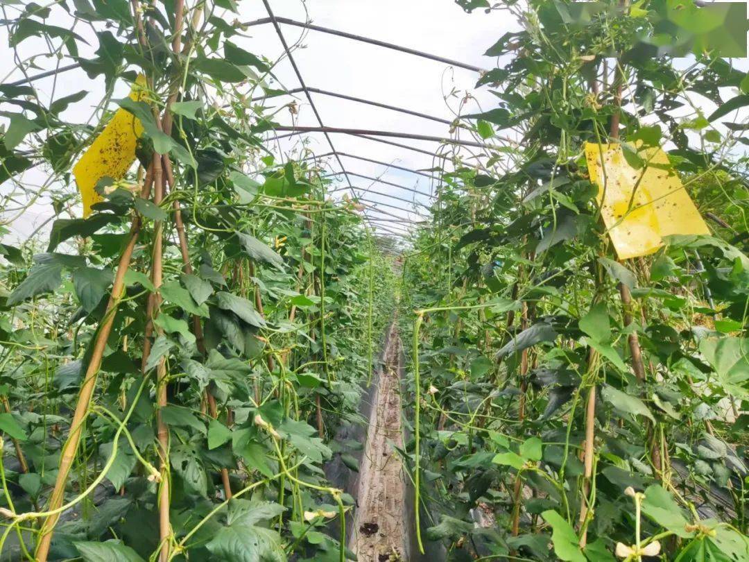 豆角田间规范喷药操作实景