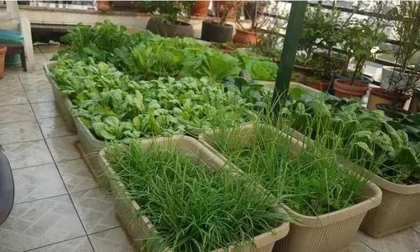 家庭菜园中的散叶生菜种植场景