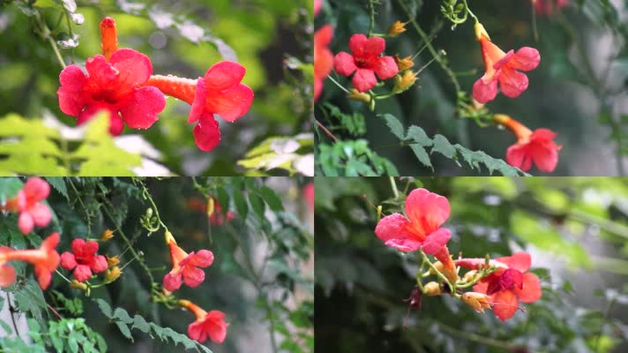 盛开的凌霄花攀爬于庭院支架上