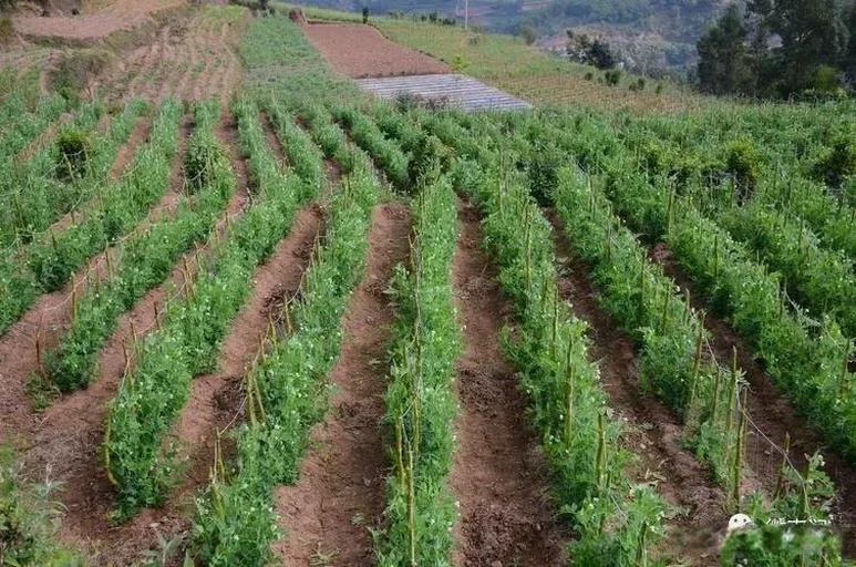 西南高原豌豆种植实景图