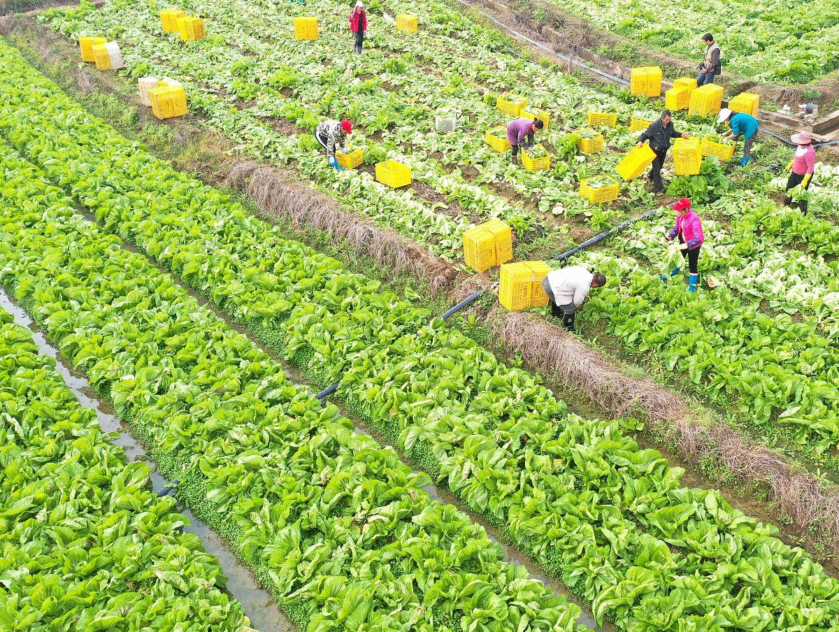 一片绿油油的油菜地,农民正在田间收割新鲜油菜,阳光洒在叶片上泛着光泽,背景有竹筐和农具,展现原生态农产品采集过程 新鲜油菜田间采摘场景