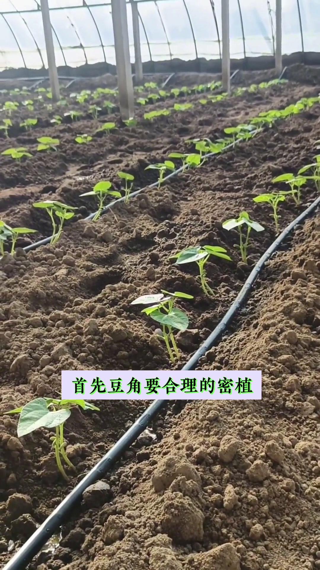 农户在田间进行白不老豆角幼苗定植,两人配合作业,一人挖穴,另一人放入幼苗并覆土,背景为整齐的垄沟和滴灌带 白不老豆角田间定植现场