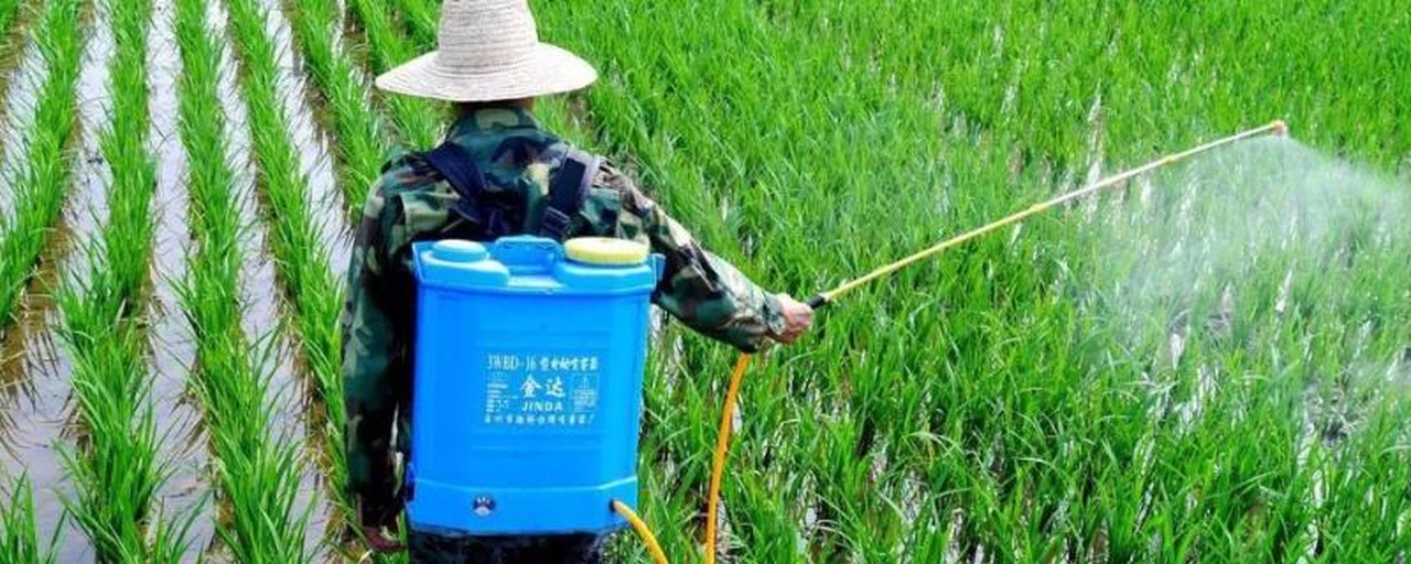 一名农民手持背负式电动喷雾器,在绿油油的小麦田中进行喷药作业。喷头朝向小麦中下部叶片,形成细密雾状药液。天气晴朗,田间可见轻微白粉病斑,反映正处于防治关键期 田间喷药作业场景