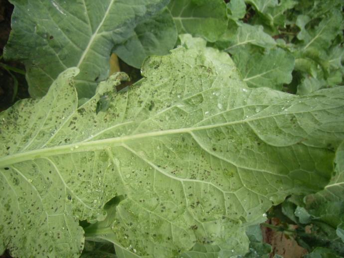 展示一片白菜叶上出现的黑色斑点,清晰可见 白菜叶片上的黑色斑点特写