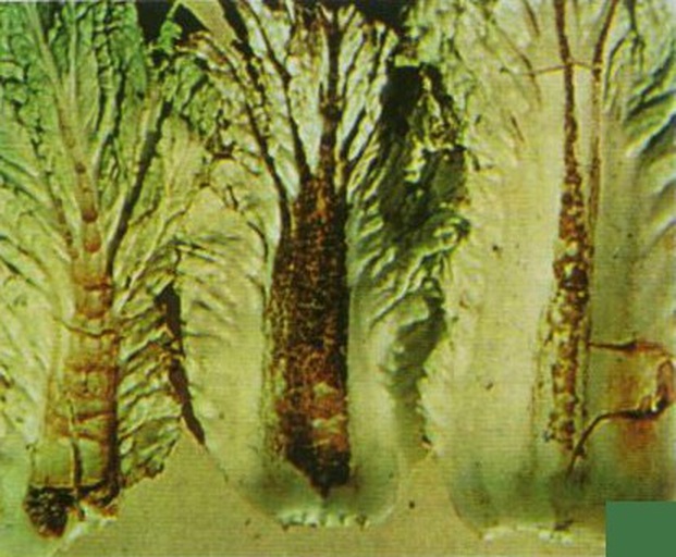 白菜内部出现黑色斑点的特写镜头