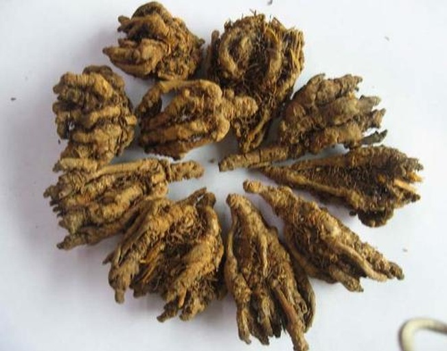 一束干燥处理后的白茅根整齐排列,呈淡黄色条状,表面可见明显节段结构,断面显纤维性并露出中心小孔,旁边配有放大镜视角下的微观纹理细节 干燥白茅根药材特写