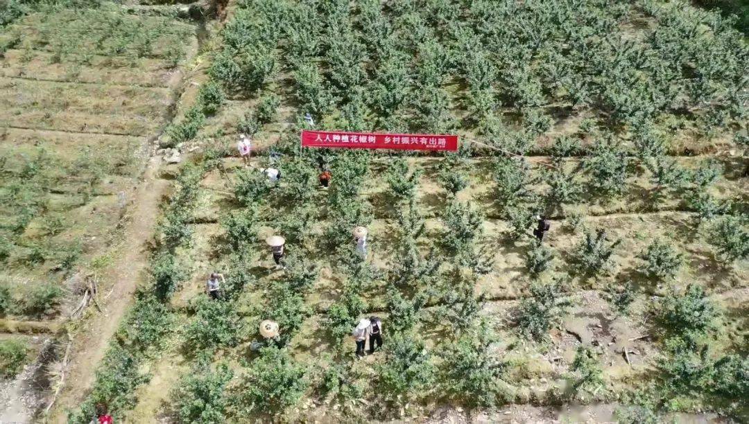 甘肃果农采摘红心苹果场景