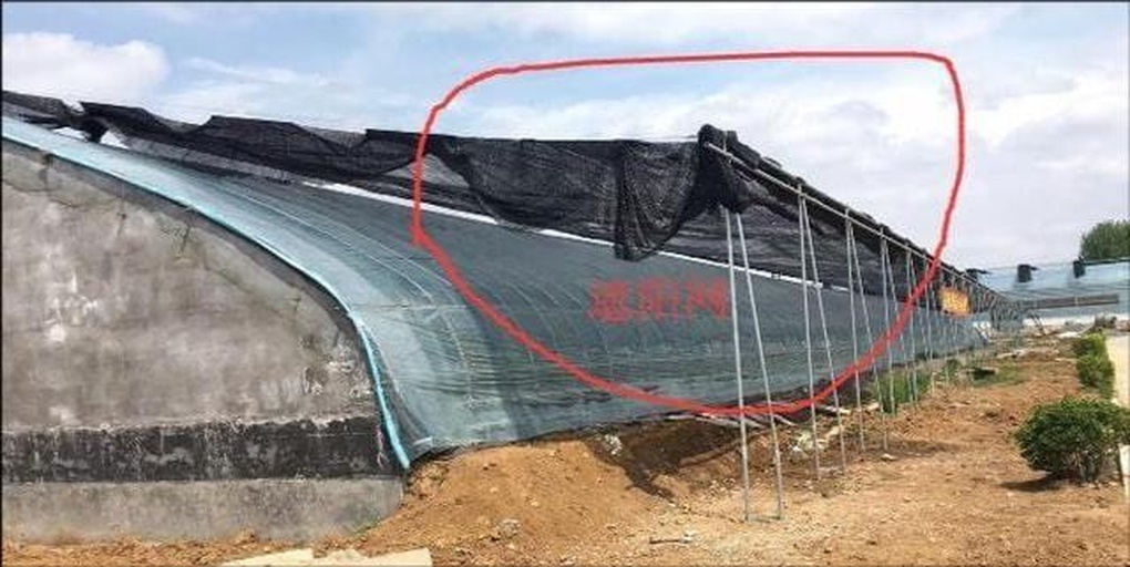 图片说明:一片菜地中,莴苣幼苗整齐排列,覆盖着黑色遮阳网,土壤湿润,植株呈鲜绿色,显示出良好的生长态势。背景可见简易大棚结构,反映夏季遮阳降温的实际应用场景 莴苣幼苗在遮阳网下的生长状态