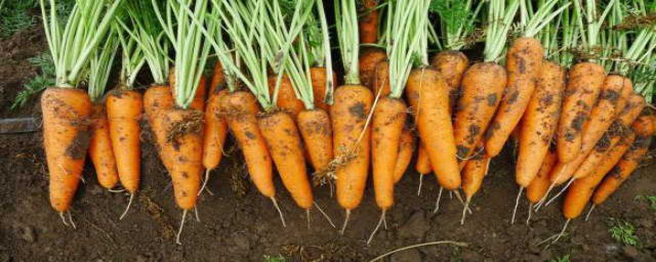 胡萝卜成熟采收图