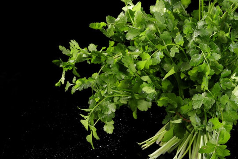 高清微距摄影:新鲜采摘的香菜嫩叶,展现典型伞形科植物羽状复叶结构,叶片饱满无萎蔫,蜡质层反光柔和,体现高水分与低农残优质农产品特征 香菜新鲜嫩叶特写,翠绿色叶片完整舒展,表面覆盖细微蜡质层,叶脉清晰可见,背景为浅木纹砧板