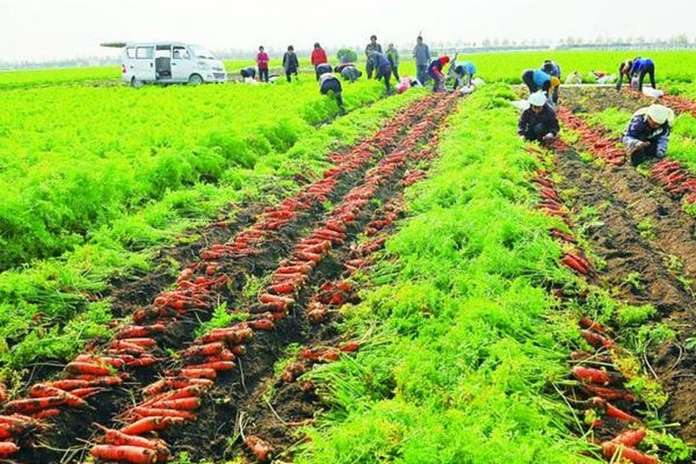 田间采摘场景：一位戴草帽的农民正弯腰从疏松黑褐色土壤中拔出三根巨型胡萝卜，根须沾着湿润泥土，背景可见整齐的胡萝卜垄沟与绿色羽状叶片，阳光下胡萝卜表皮泛着油润光泽