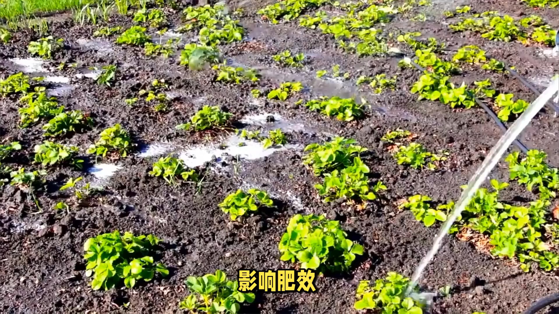一名农民正在草莓田垄间蹲下身子,将白色小颗粒状灭蚁饵剂小心地撒在植株根部附近的土壤表面,周围有整齐排列的绿色草莓叶,阳光透过叶片缝隙洒落,呈现春季田间作业的真实场景 草莓田间布置灭蚁饵剂