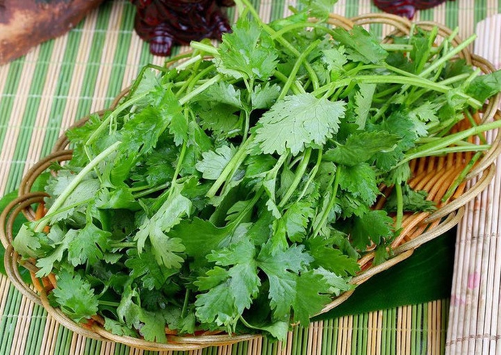 一盘新鲜翠绿的整株香菜与另一盘切碎后发黄、萎蔫的隔夜香菜并列摆放,背景为厨房操作台,突出颜色、质地差异 新鲜香菜与隔夜香菜对比图