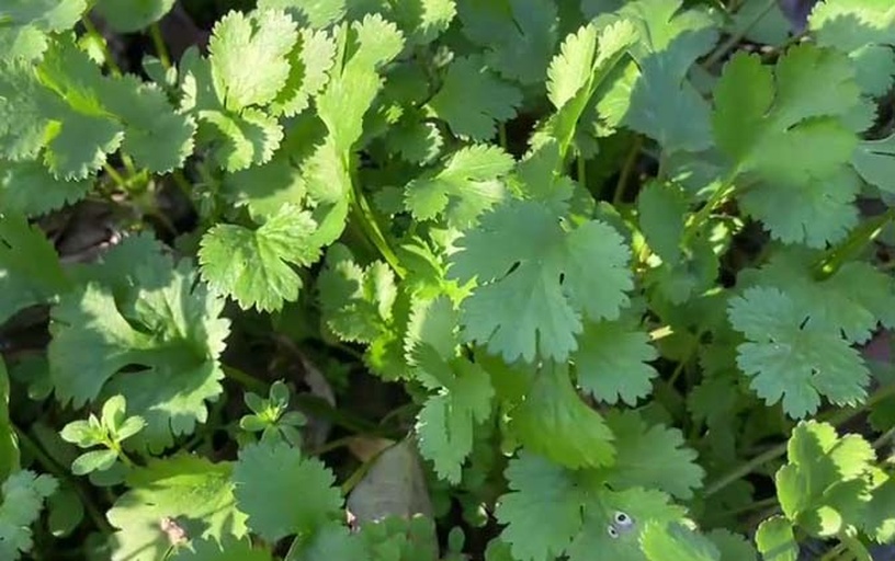 香菜植株特写,展示其绿色叶片和细长茎秆 香菜植株特写