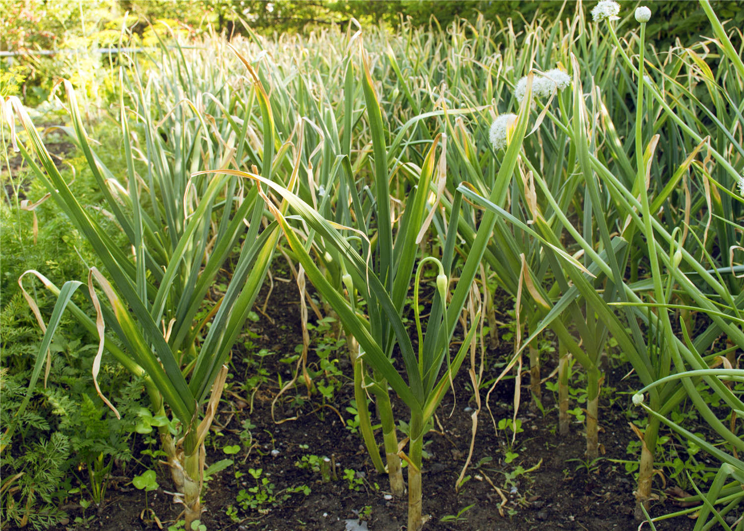 蒜薹与蒜苗对比图