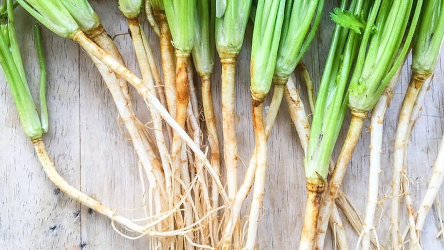 香菜根的特写图