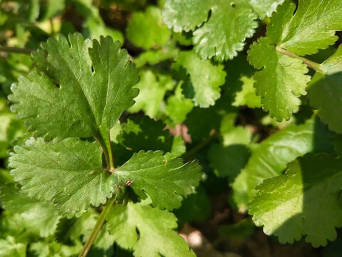 新鲜采摘的翠绿香菜植株，叶片舒展饱满，茎秆纤细带绒毛，根部微带湿润泥土，背景为有机菜园土壤