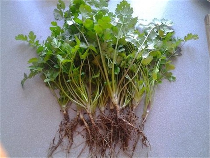 香菜根水培初始处理示意图