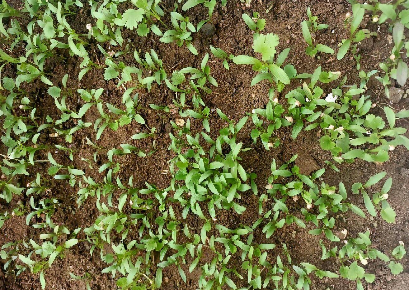 一株新鲜的香菜,绿色羽状叶片茂盛,根部完整,生长在湿润土壤中,背景为田园环境,光线柔和自然 香菜植株特写