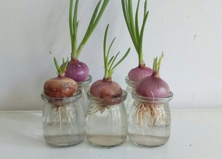 一个透明玻璃杯中盛有清水,杯内放置一颗去皮的洋葱,其底部已长出白色细密根须,顶部则抽出数根鲜绿色的细长茎叶,阳光从侧面照射,水面泛着微光,背景为木质桌面 洋葱水培养殖特写