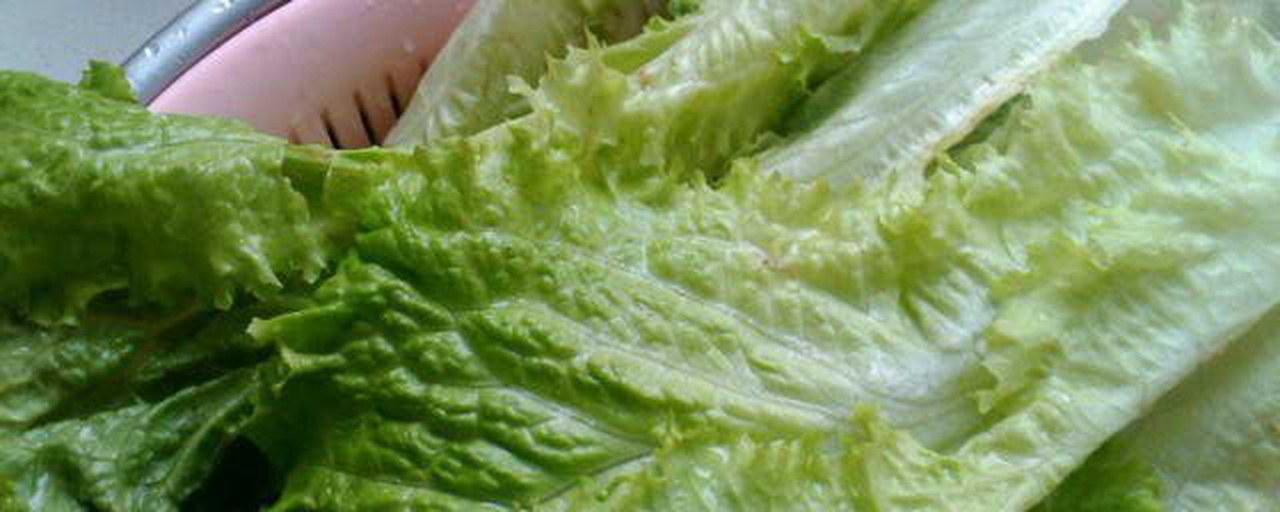 散叶生菜清洗与冰水激脆处理特写