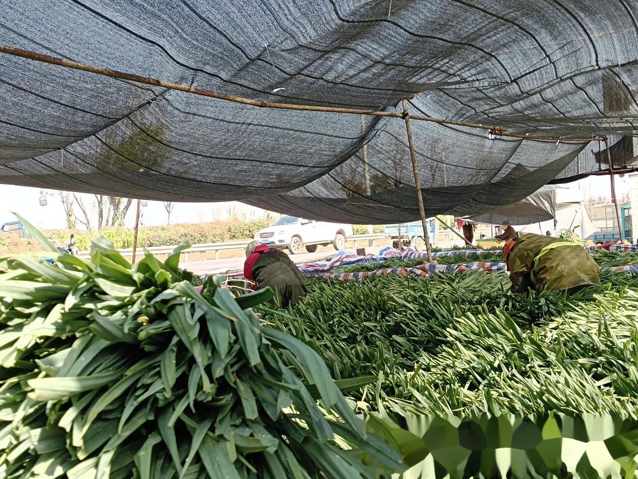 正在采摘韭菜花的农民