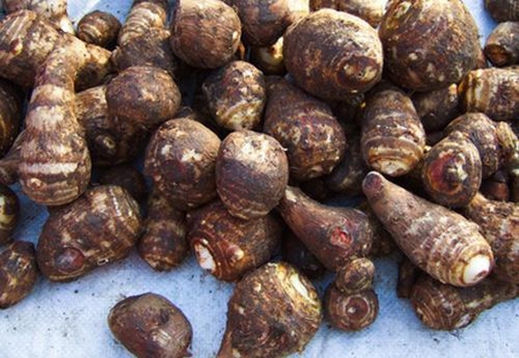 市场中售卖的各类“芋类”食材摊位