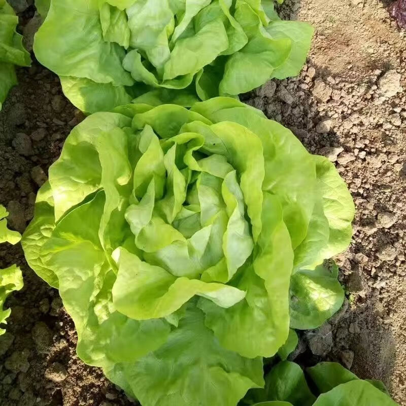 生菜不同品种对比图：左侧为浅绿色奶油生菜（结球型），中间为黄绿色罗马生菜（长叶型），右侧为紫红色散叶生菜，三者均新鲜脆嫩，叶片完整带露珠，置于白色陶瓷盘中，背景为木质料理台
