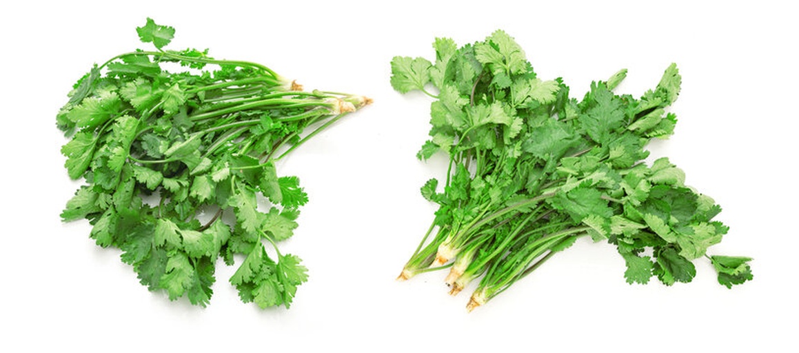 新鲜香菜整齐摆放在案板上,根部已剪去,叶片完整翠绿,背景为木质厨房台面,光线柔和自然 香菜原料特写