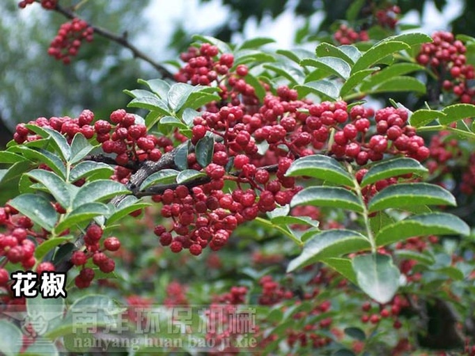 一棵成年花椒树的主干分支处,长出一丛绿色带叶的寄生植物,叶片呈椭圆形,表面光滑有光泽,部分茎秆呈淡红色,背景为山地林区环境,阳光透过树叶洒落,清晰展示寄生草与花椒树枝干的连接部位 花椒树上生长的寄生草特写