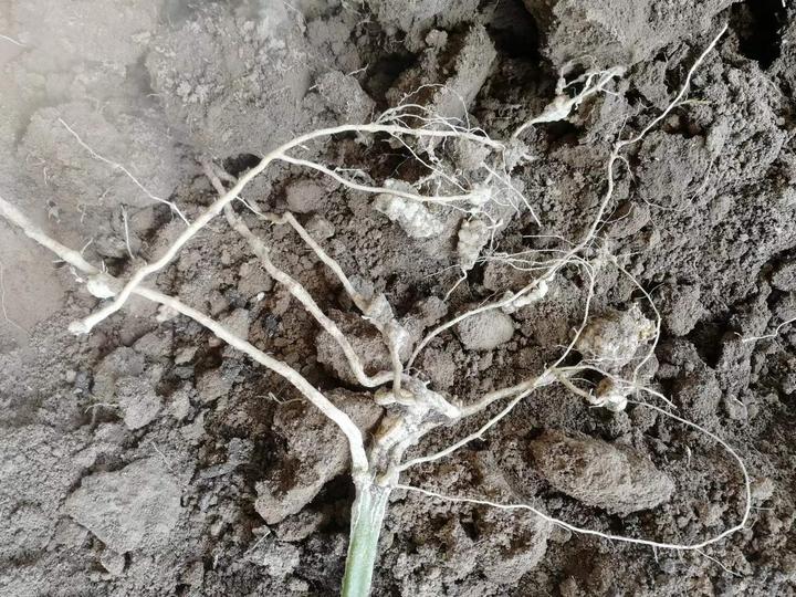 显微镜下对比展示:左侧为土豆块茎横切面,可见环状排列的维管束和皮层中的淀粉粒;右侧为胡萝卜根横切面,显示辐射状分布的维管组织和次生韧皮部,两者结构差异明显 显微结构对比图:土豆块茎与胡萝卜根的横切面