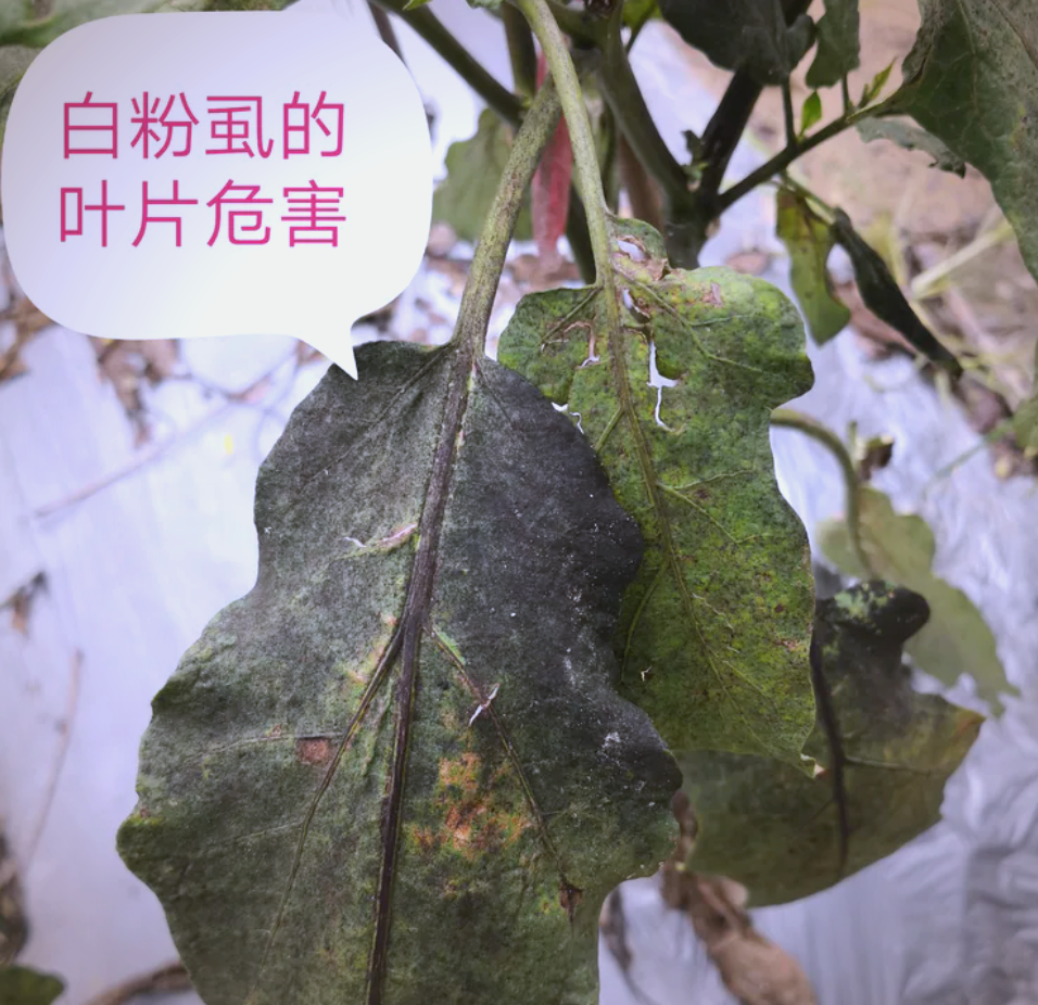 茄子害虫识别对比图