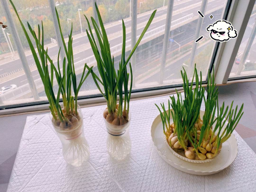 一盆正在水培的蒜苗幼苗,可见白色根系从蒜瓣底部延伸,嫩绿色的细长叶片向上直立生长,背景为明亮的厨房窗台,阳光透过玻璃照射在叶片上,展现其早期生长阶段的鲜活状态 蒜苗幼苗水培初期生长状态