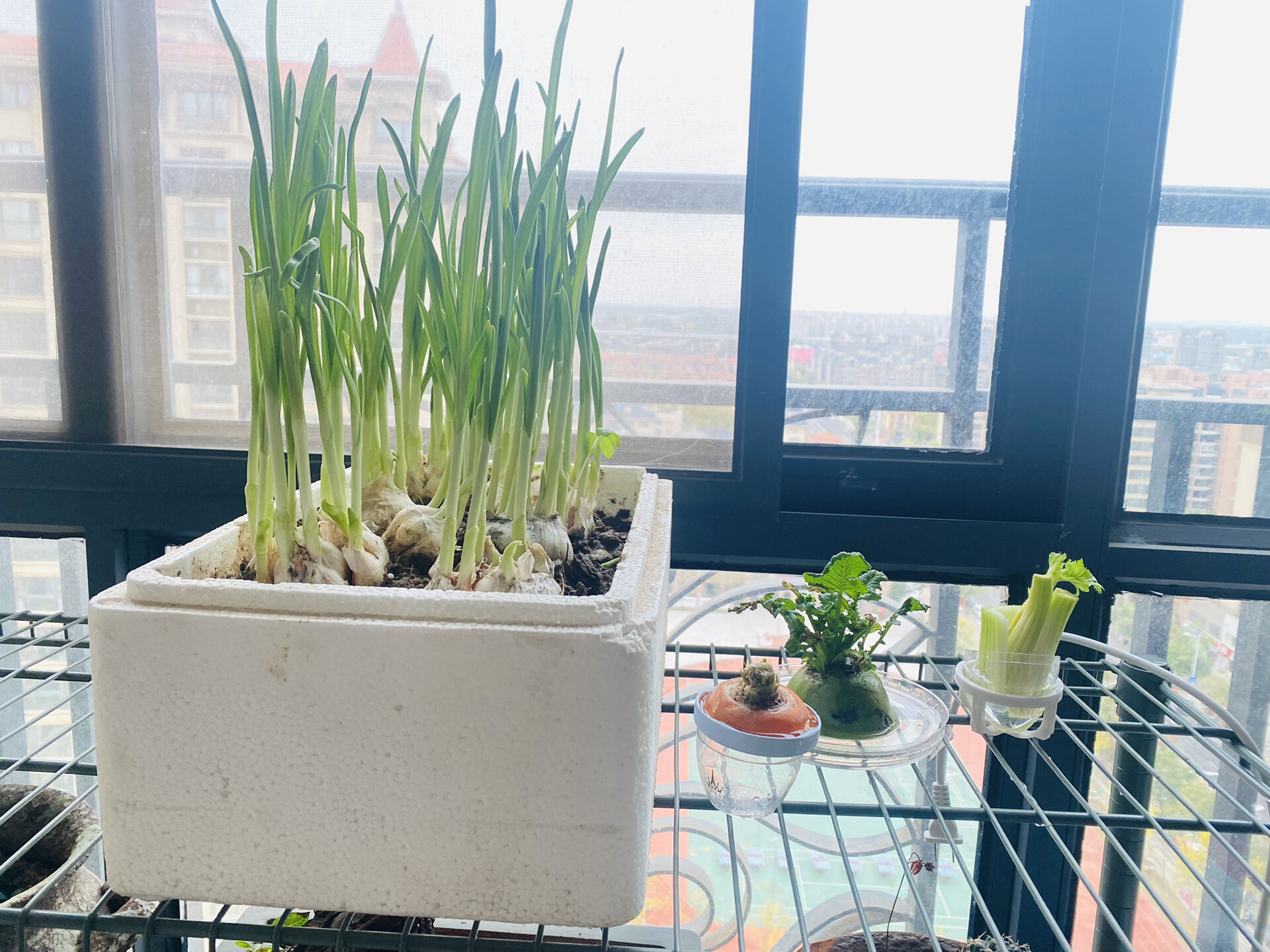 家庭阳台芹菜再生种植实景图