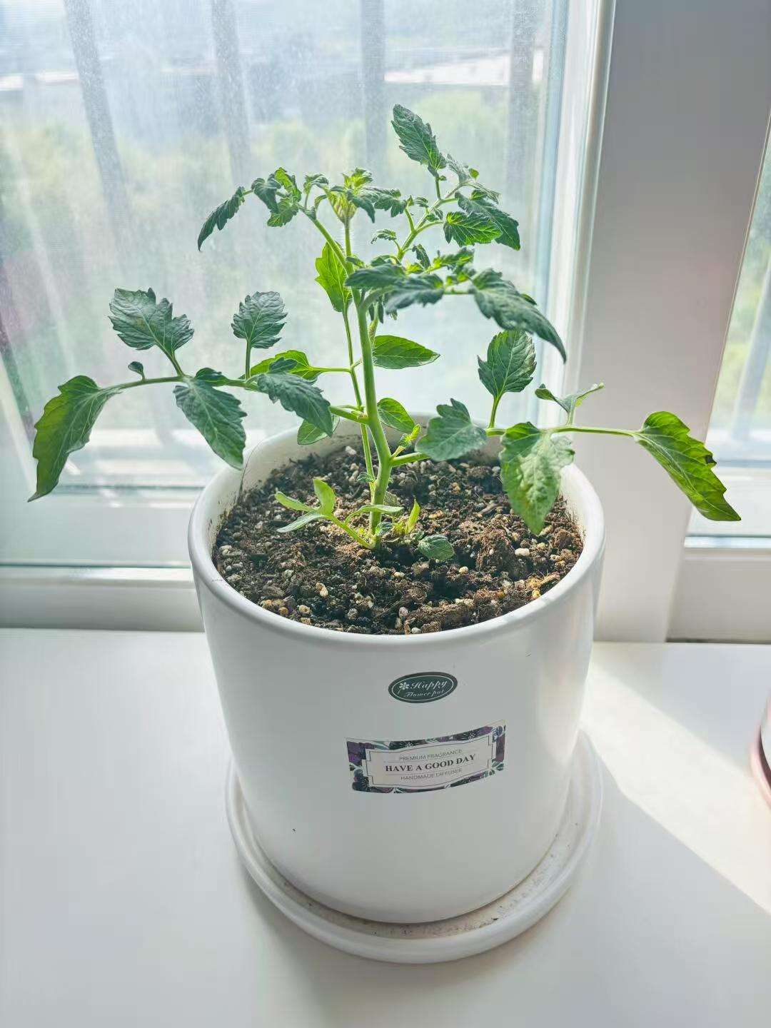 阳台种植的番茄植株,结满红色与青色的小番茄,花盆置于木架上,背景可见室内窗帘和窗户光线 家庭阳台上的番茄盆栽,多个小番茄挂在绿色枝叶间,阳光透过玻璃窗照射进来