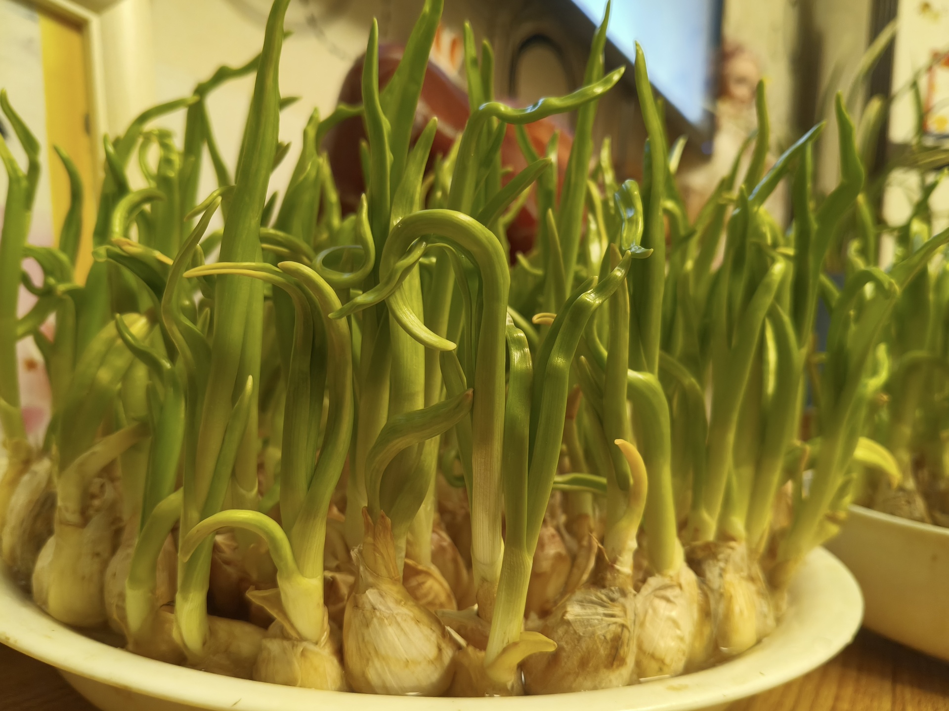 展示蒜苗与蒜苔的形态差异,蒜苗为嫩绿细长叶片,蒜苔为弯曲带花苞的茎 蒜苗与蒜苔对比图