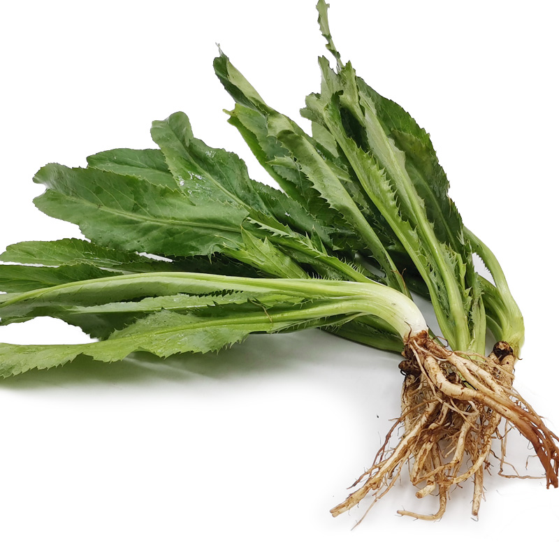 十香菜与香菜对比图