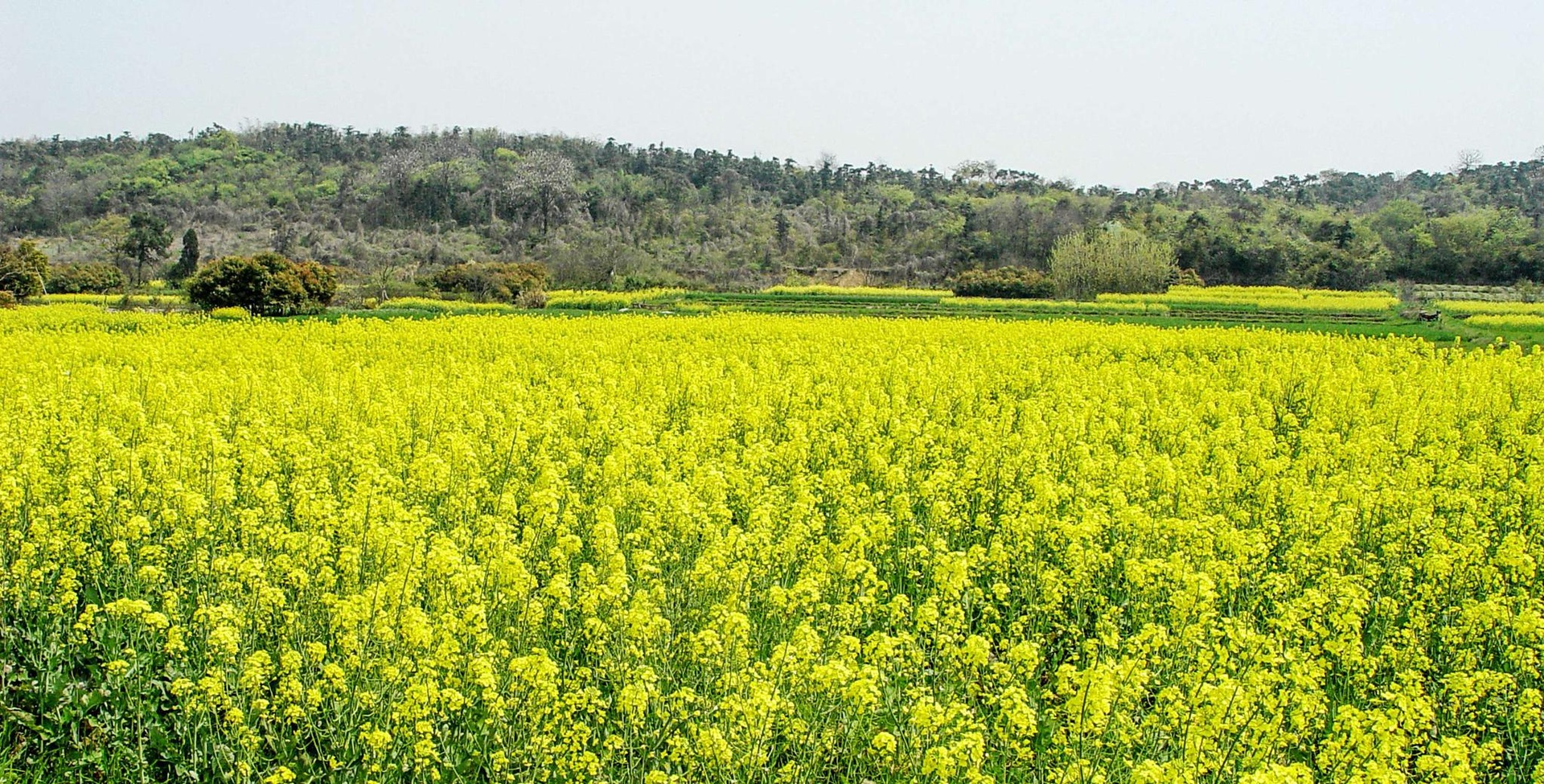 一片盛开的金黄色油菜花田,远处有农舍和青山背景,阳光明媚,展现春季田园风光 油菜花田全景