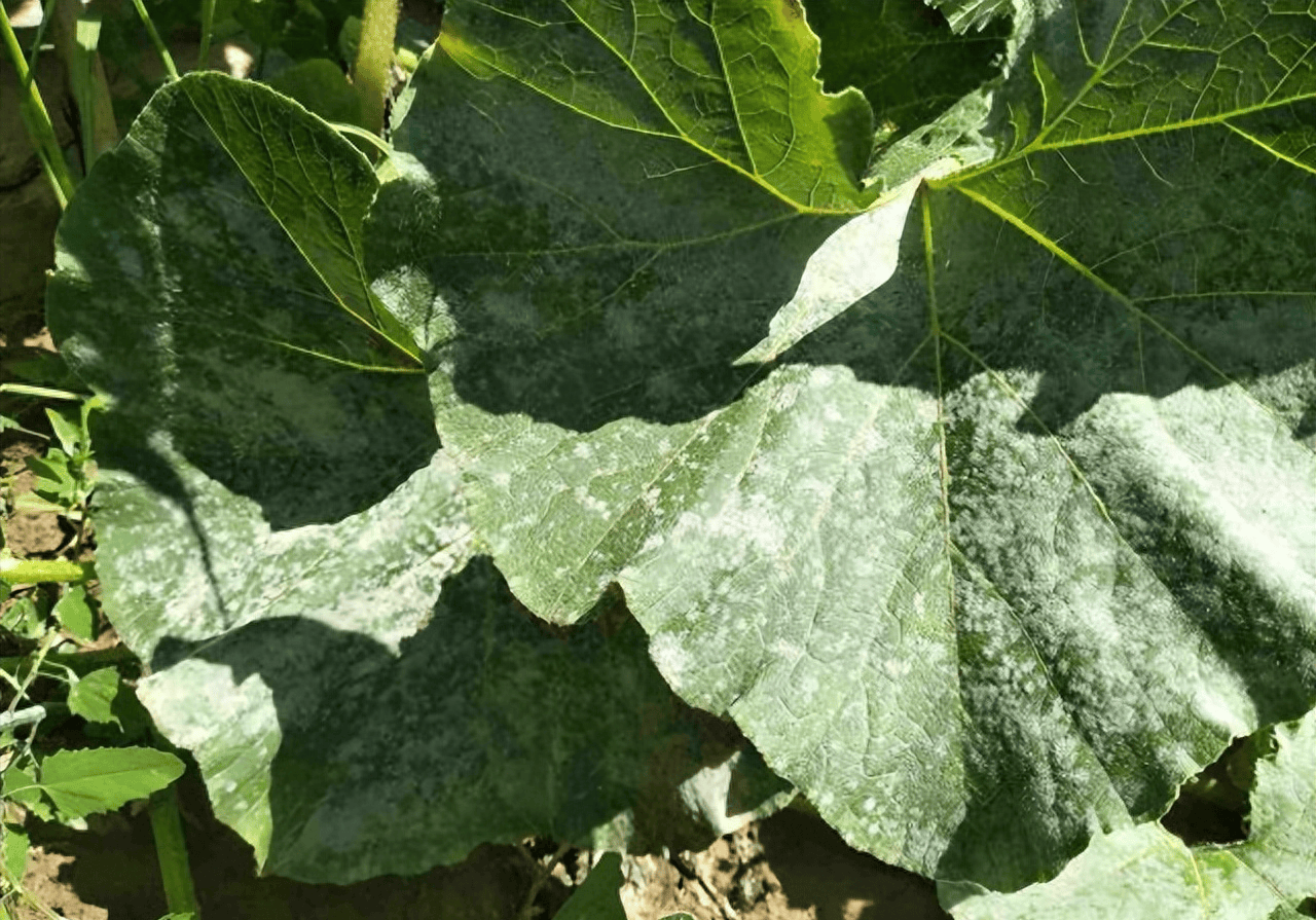 一名农民正在南瓜田中使用背负式电动喷雾器进行叶面喷药作业,喷头对准叶片背面,阳光透过叶片可见白色粉末状病斑,背景为整齐排列的南瓜藤蔓 南瓜田间喷雾防治操作现场