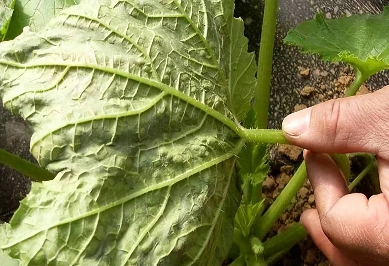 一片南瓜叶片呈现出明显的花叶症状,深绿色与浅绿色区域交错分布,部分区域有轻微皱缩和变形;另一侧可见新叶扭曲生长,整体植株表现出轻度矮化。背景为田间环境,土壤干燥,周围有蚜虫活动迹象 南瓜叶片花叶与畸形症状
