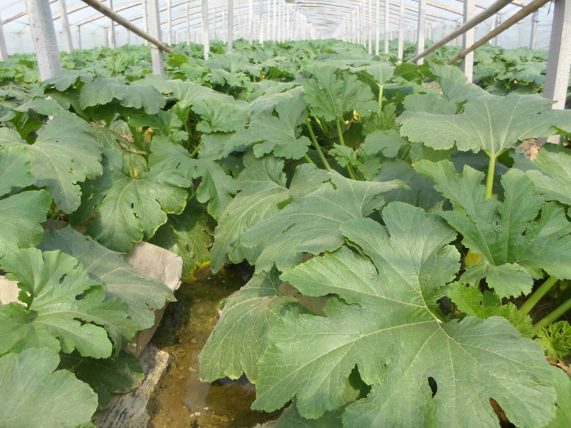 城市公寓阳台上摆放着几个大型种植箱,箱内生长着茂盛的西葫芦植株,叶片繁茂,藤蔓延伸至自制木架上,一个成熟的深绿色西葫芦悬挂在支架旁,旁边放置喷壶和园艺剪刀,展现都市农耕生活 家庭阳台种植西葫芦场景