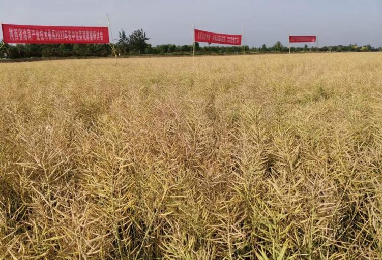 油菜成熟期田间测产场景