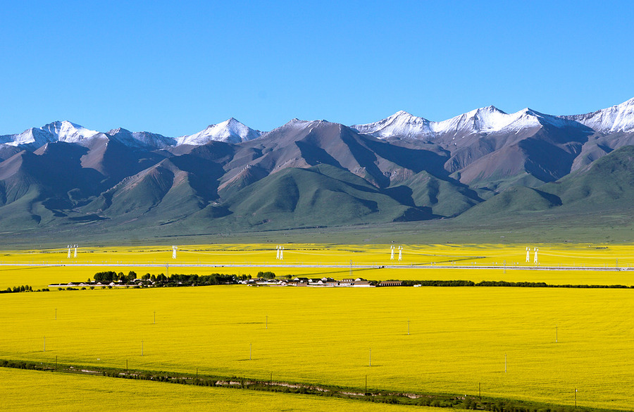 游客在油菜花田中拍照留念