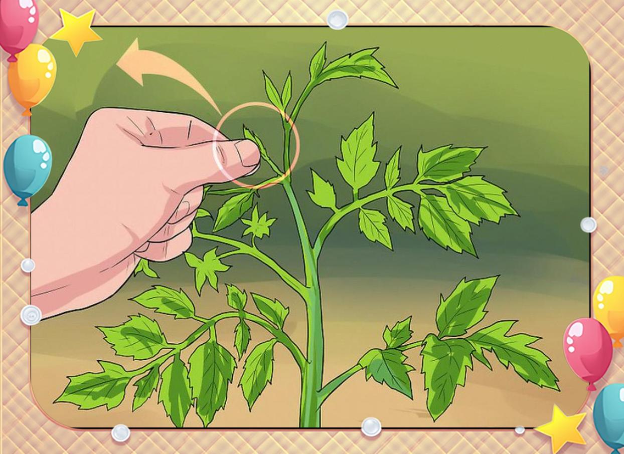 长茄整枝初期修剪