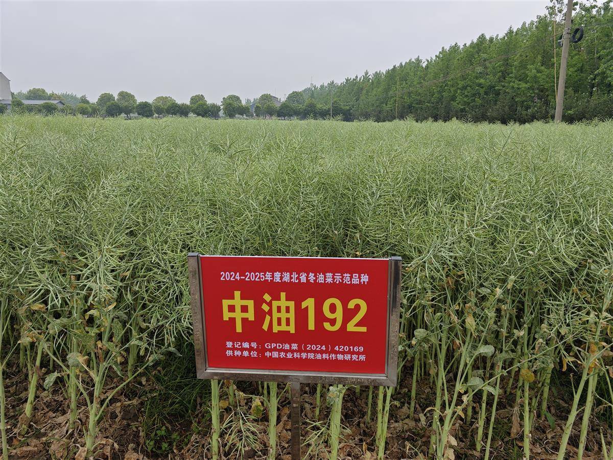 长江流域油菜冬播基肥深翻作业现场