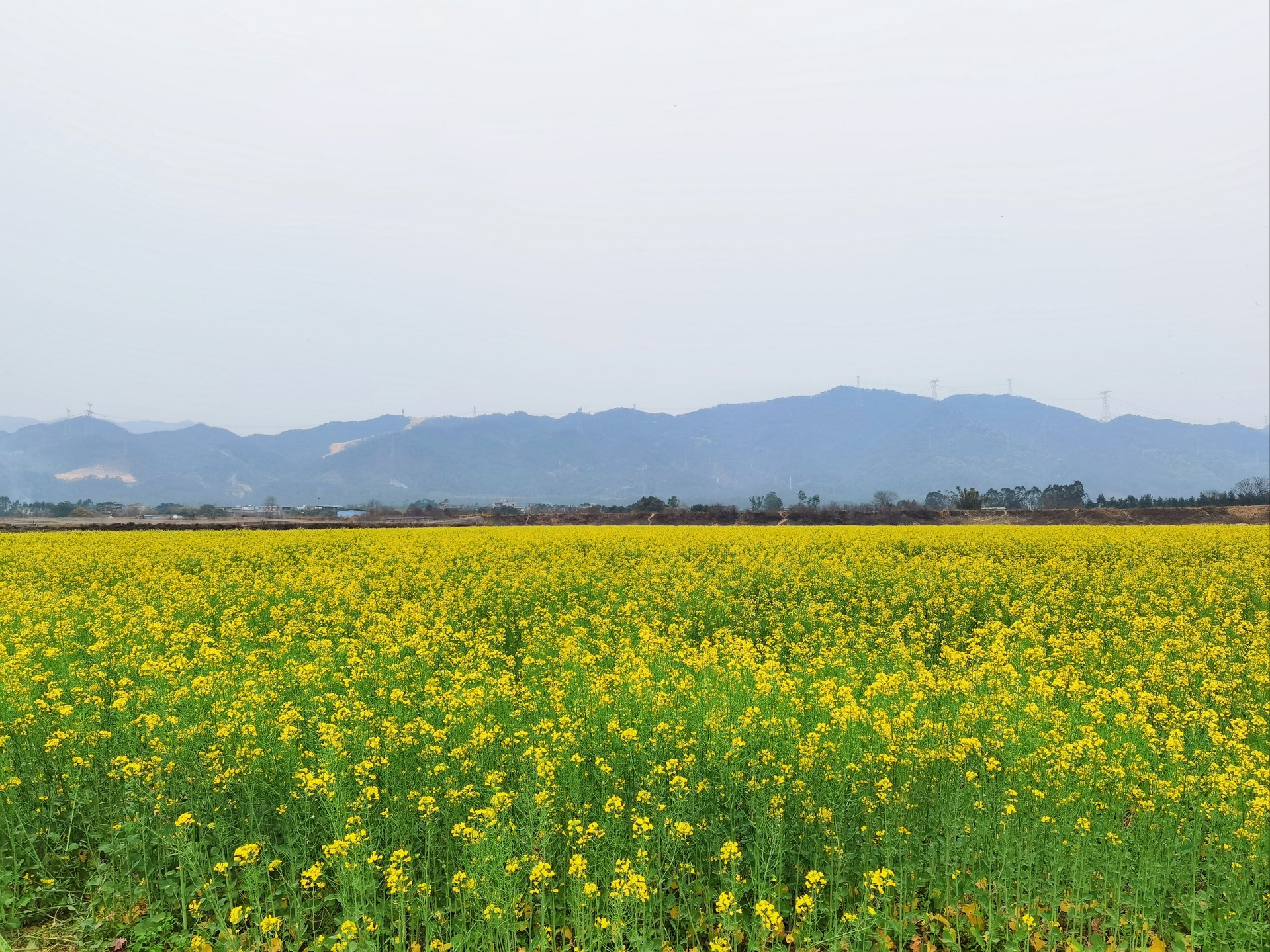 欧洲油菜田地