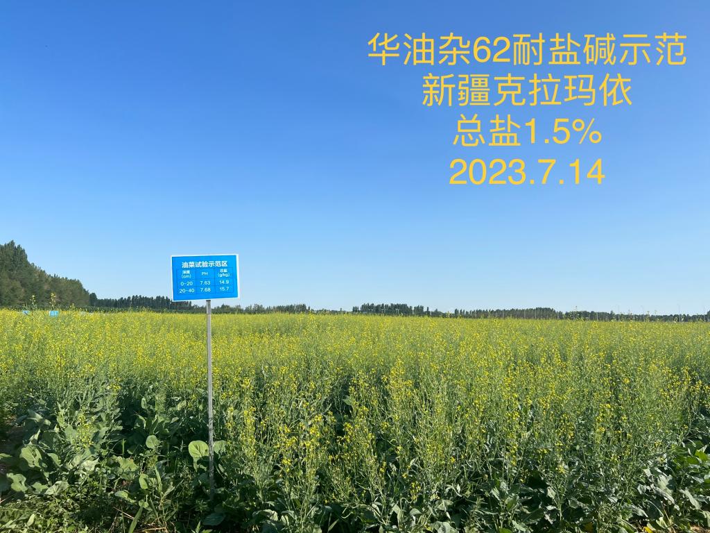 新疆昌吉州呼图壁县春播华油999示范田,拍摄于2023年7月28日,田块整体呈均匀金黄色,主茎角果饱满、无裂角,地面可见少量自然落粒,测产人员正使用手持式水分仪测定籽粒含水率(显示24.3%),背景有联合收割机待作业 华油999春播田间长势与成熟期实景