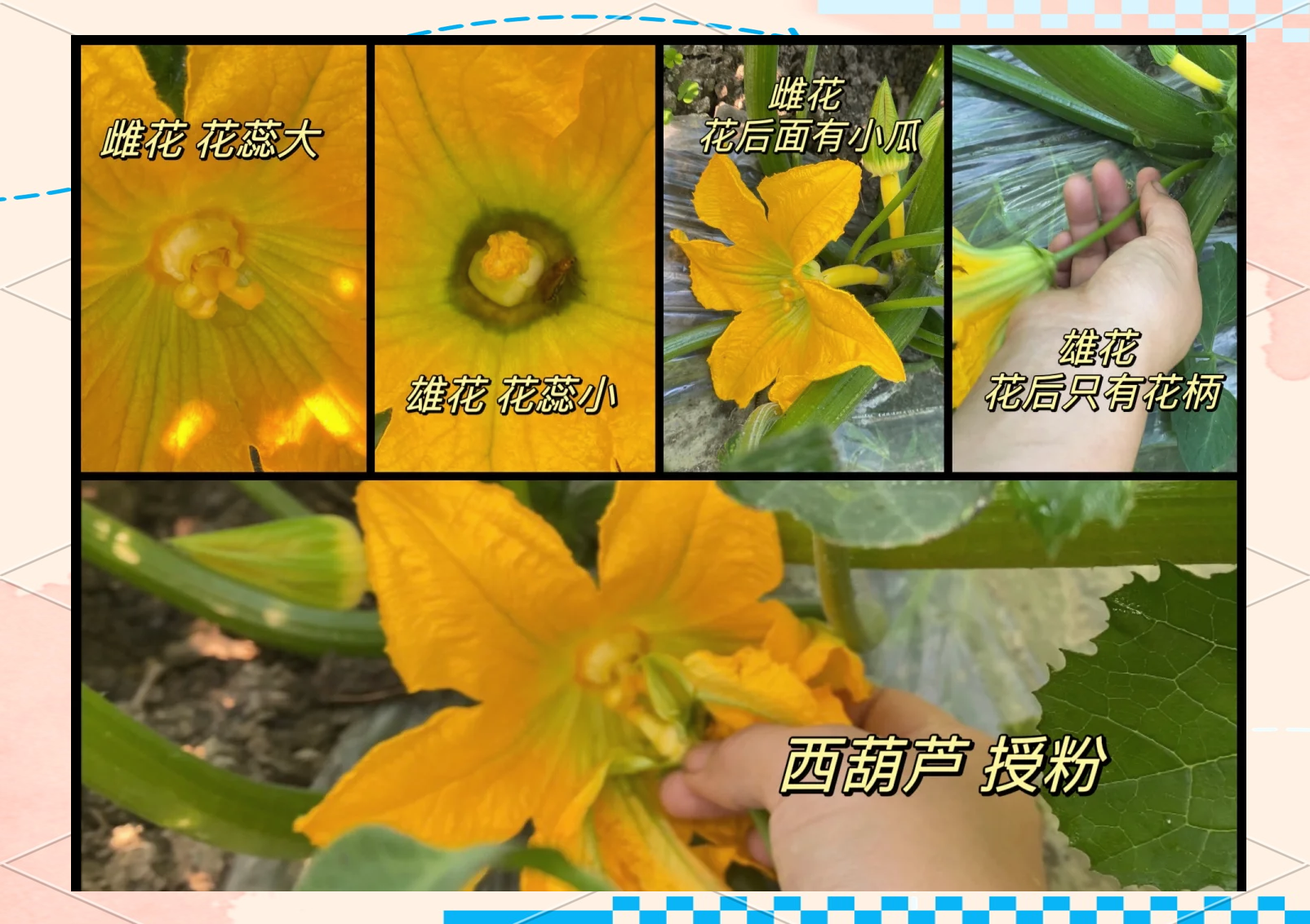 木瓜植株的花朵结构