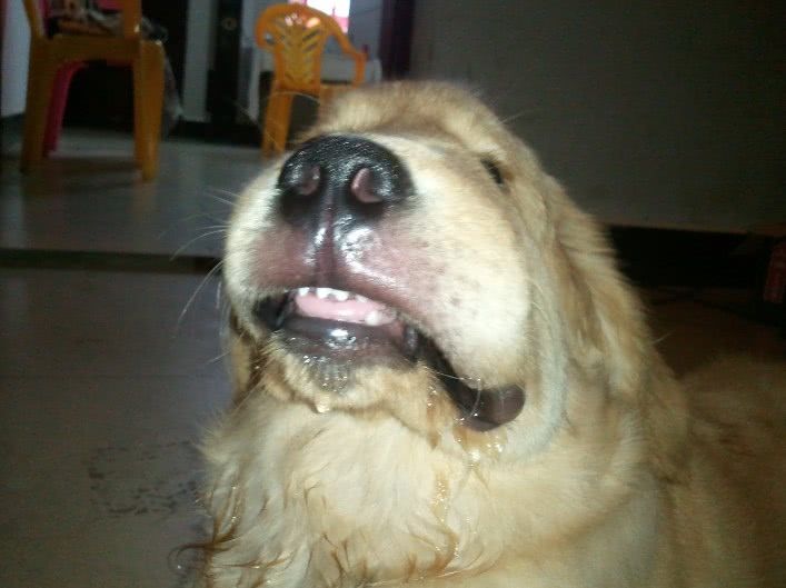 一只金毛犬坐在草地上，面前放着一个小碗，碗中有几粒煮熟的玉米粒，狗狗好奇地看着，主人蹲在一旁微笑着引导